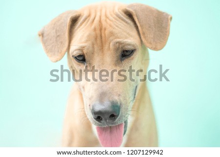 closeup face of dog on green background