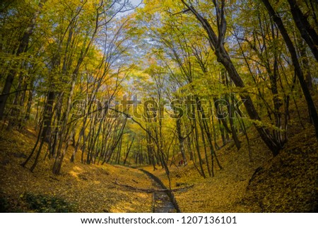 October forest with a stream. Stream flows into the forest with yellow leaves around. Drainage channel.