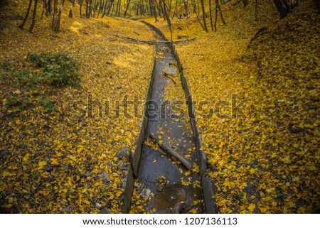 October forest with a stream. Stream flows into the forest with yellow leaves around. Drainage channel.