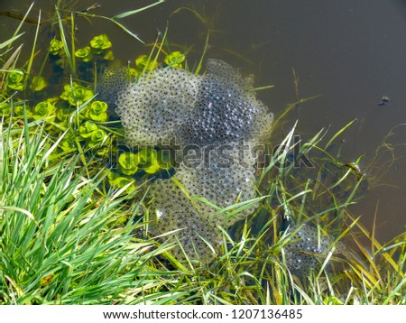 Beautiful spawn of a frog in a puddle, hundreds eggs of a frog in jelly gel, at the waterside, little waterplants in a creek. Royalty-Free Stock Photo #1207136485