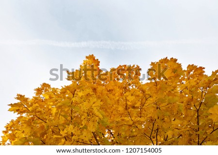 Golden autumn maple against the sky in which the plane left a trace.
Background