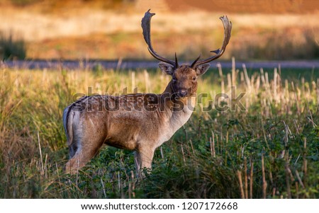 Fallow Deer Stag Pictured In The UK in Leciestershire at Bradgate aprk.