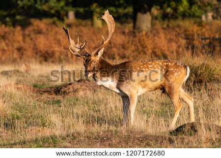 Fallow Deer Stag Pictured In The UK in Leciestershire at Bradgate aprk.