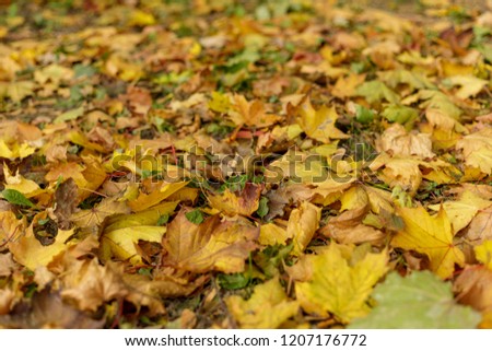 Fallen leaves of maple on the grass. Macro photo of yellow foliage on a sunny day. Seasonal countryside concept. Soft focus autumnal park photography. Vivid autumn fall background. Tilt-shift effect.