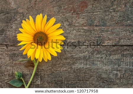 Sunflower, autumn still life on the old wooden table.