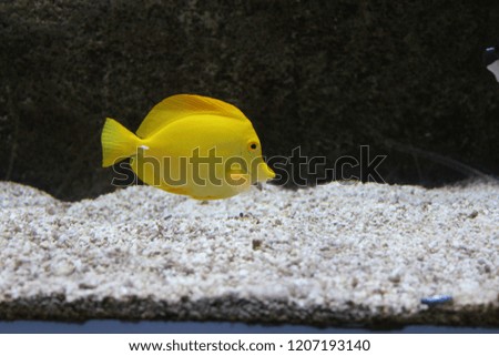 A simple yellow fish. 