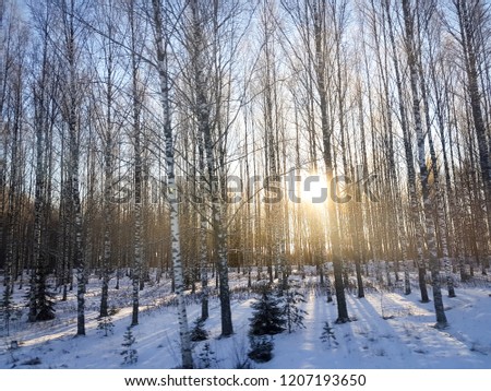 A winter landscape of bare trees in a line with the sun coming through. Natural photo of Finland.