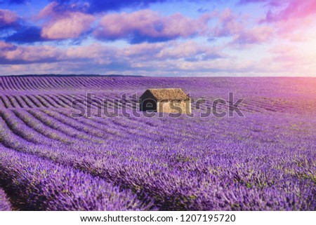 beautiful lavender field in provence, france