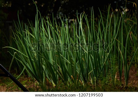 Close up photo of onion grass
