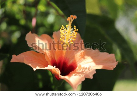 hibiscus blooms in the summer garden. tropical flowers. flower stamen