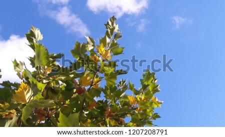 orange and green leaves on tree