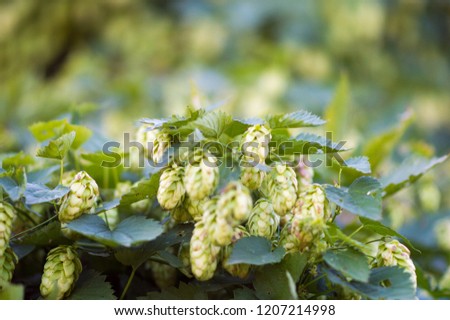 
ripe hops for making beer outdoors