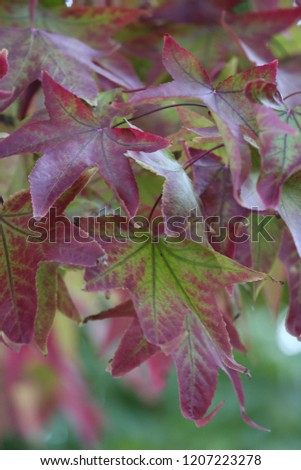 Close up view of pattern of red and green liquidambar lobed leaves. Autumn bright colors with sweet gum foliage. Colorful natural elements. Branches picture taken in a french park in october 2018. 