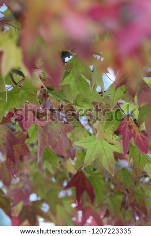 Close up view of pattern of red and green liquidambar lobed leaves. Autumn bright colors with sweet gum foliage. Colorful natural elements. Branches picture taken in a french park in october 2018. 