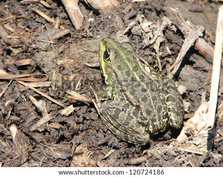 Frog sitting on a swamp