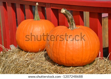 pumpkin sitting on hay