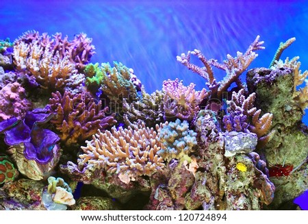 Tropical sea underwater with coral reefs and fish