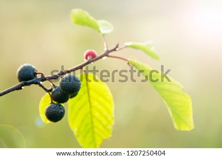 Branches of Frangula alnus with with black berries after rain. Fruits of Frangula alnus covered drops of water