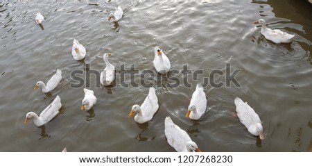 white ducks swimming in a canal.