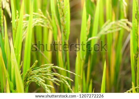 Rice field. Closeup of yellow paddy rice field with green leaf in autumn. Royalty high-quality free stock image of beautiful close up of organic rice fields or paddy field prepare the harvest