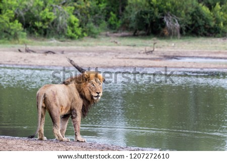 Male lions of Africa - Greater Kruger National Park