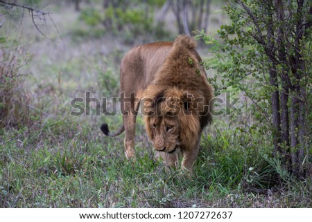 Male lions of Africa - Greater Kruger National Park