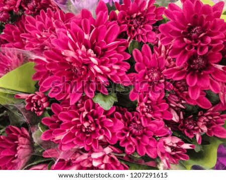 pink chrysanthemum bouquet