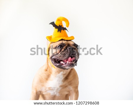 Fawn french bulldog wearing hat headband Halloween sitting on white wall background with a plastic pumpkin beside him, pet costume for happy Halloween day. Royalty-Free Stock Photo #1207298608