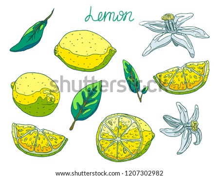 Yellow juicy lemon for fresh lemonade. A slice of lemon with a peel and seeds, half and a whole lemon. Fragrant white lemon flowers. Green leaves of a tree. Isolated illustration  with the inscription