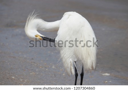 Snowy white egret bird on the beach in the surf of the turquoise blue sea.