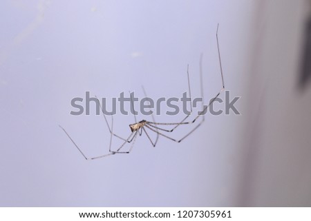 spider on cobweb