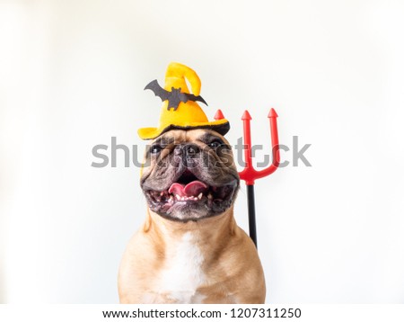 Fawn french bulldog wearing hat headband Halloween with  trident sitting on white wall background with a plastic pumpkin beside him, pet costume for happy Halloween day. Royalty-Free Stock Photo #1207311250