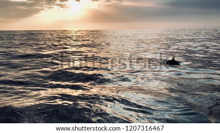 Sun setting on a dolphin