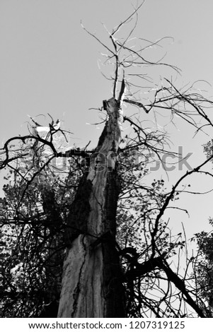 Black and white spooky tree