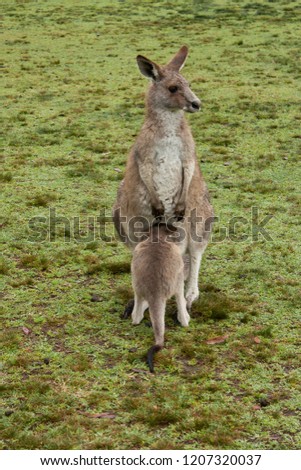 A female kangaroo feeding her baby joey in New South Wales in Australia