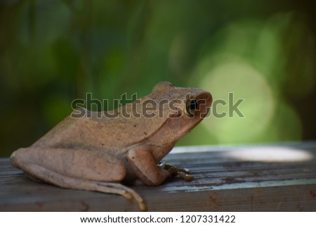 A common tree frog ( Scientific name: Polypedates leucomystac)