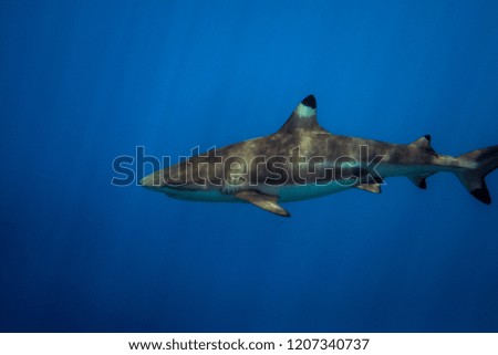 Blacktip reef shark swimming in the blue ocean. The ripples patter of sharks' back is beautiful. Yap island, Micronesia