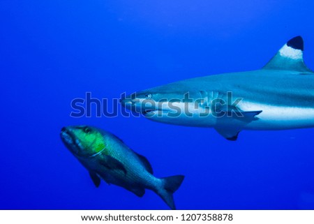 Blacktip reef shark swimming in the blue ocean.  Yap island, Micronesia