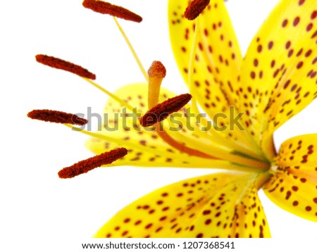 macro closeup of a bright yellow orange tiger lily flower isolated on white