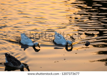  Group of wild ducks swimming in lake on a sunset.
