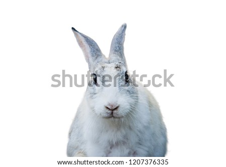 rabbit isolate in white background