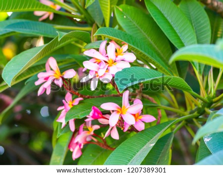 Pink flowers of exotic tropical tree Plumeria rubra (Frangipani), which are symbols of immortality and erotica.