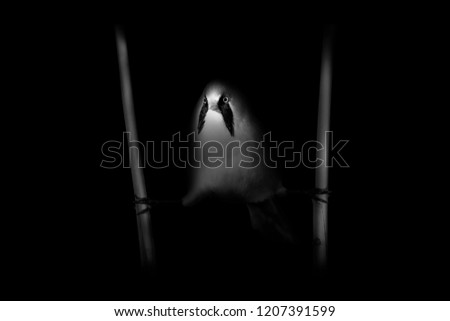 Cute little bird. Darkness artistic background. Black white photography