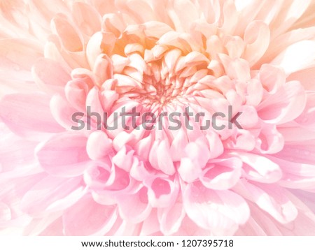 Closeup beautiful pink chrysanthemum flower soft style made with color filters for background and backdrop concept.