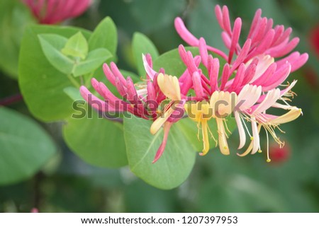 trumpet honeysuckle, gorgeous shape and color Royalty-Free Stock Photo #1207397953