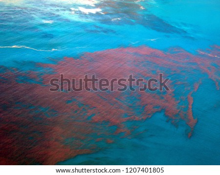 Red tide in the Atlantic ocean
 Royalty-Free Stock Photo #1207401805