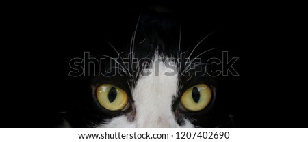 close up cat eyes 
