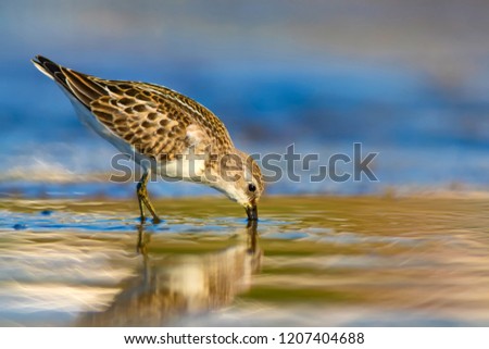 Cute water bird. Colorful nature background.