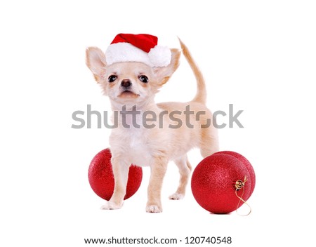 Chihuahua puppy standing on white background wearing christmas cap