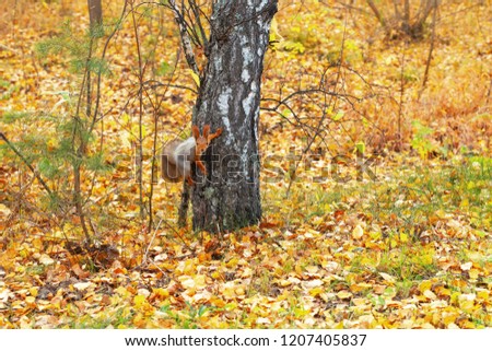 Red squirrel on tree in forest at autumn.